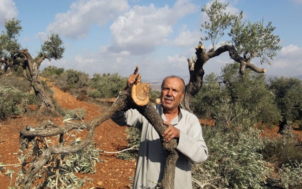 Tree allegedly destroyed by settlers